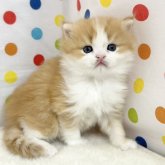 ミヌエット(長足)