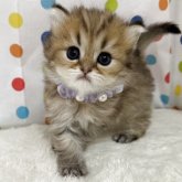 ミヌエット