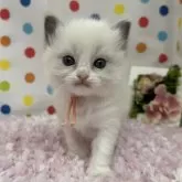 ラグドール【福岡県・女の子・2025年2月17日・ブルーポイントバイカラー】の写真1