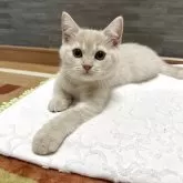 マンチカン(長足)
