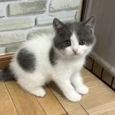 ブリティッシュショートヘア