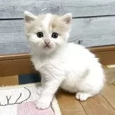 マンチカン(長足)
