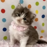 マンチカン(長足)