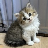 ミヌエット