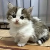 ミヌエット(短足)