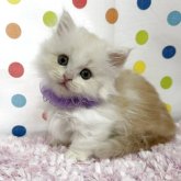 ミヌエット(短足)