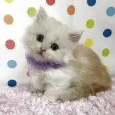 ミヌエット(短足)