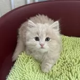 マンチカン(短足)【福岡県・女の子・2025年7月31日・クリーム】の写真2