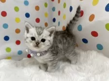 ミヌエット(長足)【福岡県・女の子・2025年10月12日・シルバータビー】の写真2