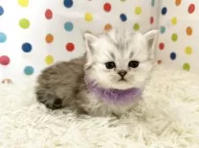 ミヌエット(短足)【福岡県・女の子・2026年1月7日・シルバータビーホワイト】の写真2