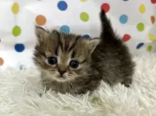 ミヌエット(短足)【福岡県・男の子・2025年10月19日・ブラウンタビー】の写真3