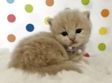 マンチカン(短足)【福岡県・女の子・2026年2月18日・クリーム】の写真4