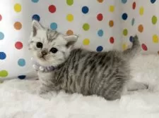 ミヌエット(長足)【福岡県・女の子・2025年10月12日・シルバータビー】の写真4