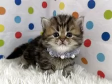 ミヌエット(長足)【福岡県・男の子・2025年11月2日・ブラウンタビーホワイト】の写真4