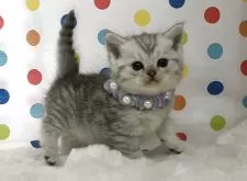 ミヌエット(長足)【福岡県・女の子・2025年10月12日・シルバータビー】の写真5