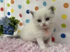 ラグドール【福岡県・女の子・2025年2月17日・ブルーポイントバイカラー】の写真5