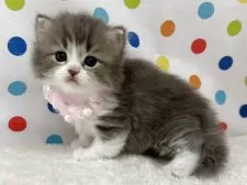 マンチカン(長足)【福岡県・男の子・2025年6月2日・ブルーホワイト】の写真6