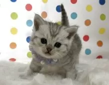 ミヌエット(長足)【福岡県・女の子・2025年10月12日・シルバータビー】の写真6