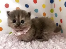 マンチカン(短足)【福岡県・女の子・2026年2月8日・トーティー】の写真7