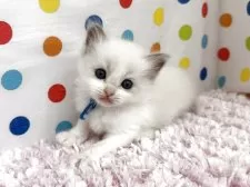 ラグドール【福岡県・女の子・2025年9月10日・ブルーポイントバイカラー】の写真7