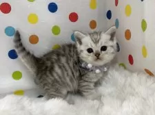 ミヌエット(長足)【福岡県・女の子・2025年10月12日・シルバータビー】の写真7