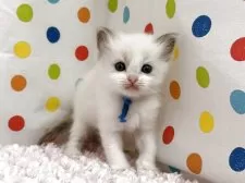 ラグドール【福岡県・女の子・2025年9月10日・ブルーポイントバイカラー】の写真8