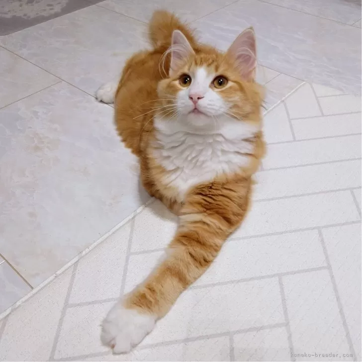 ID:2402-01587の子猫