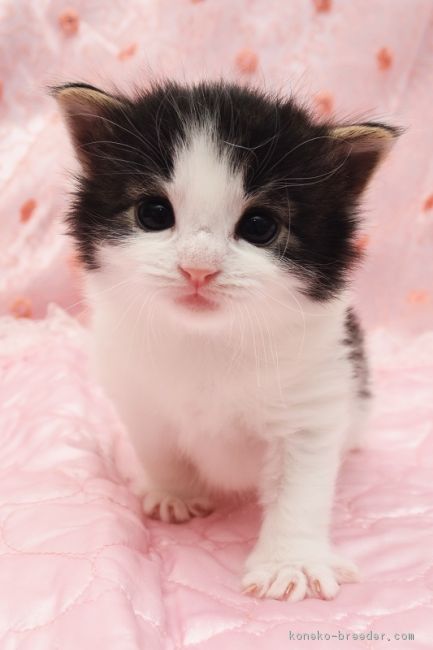 ID:1701-00202の子猫