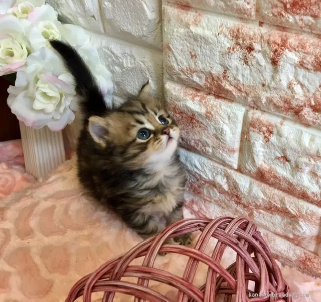 erry 様のお迎えした子猫