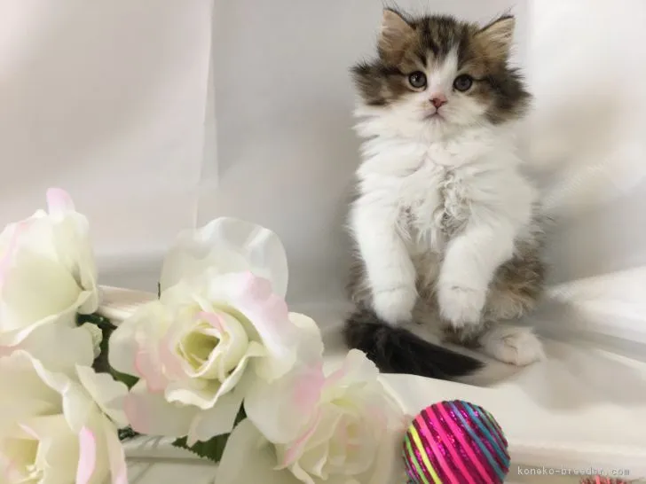 ID:1706-00439の子猫