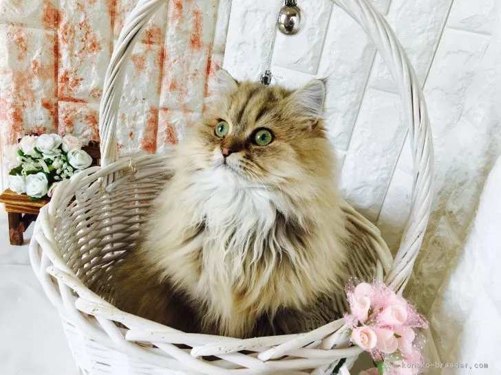 Kazu 様のお迎えした子猫