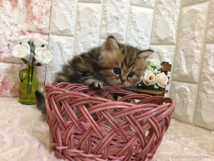 ayatanmama 様のお迎えした子猫