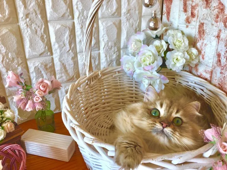 ID：1710-00695の子猫