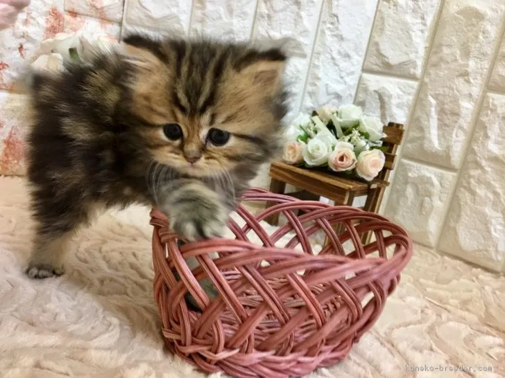 ID：1809-00434の子猫