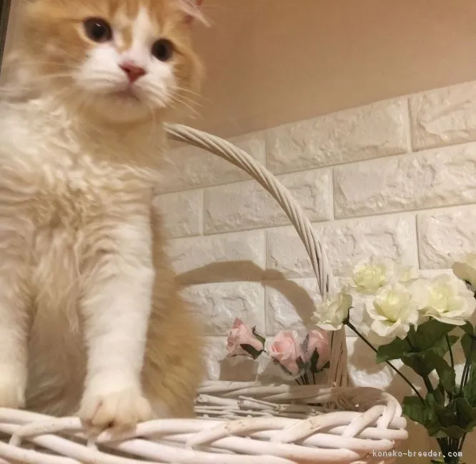 ID：1708-00955の子猫