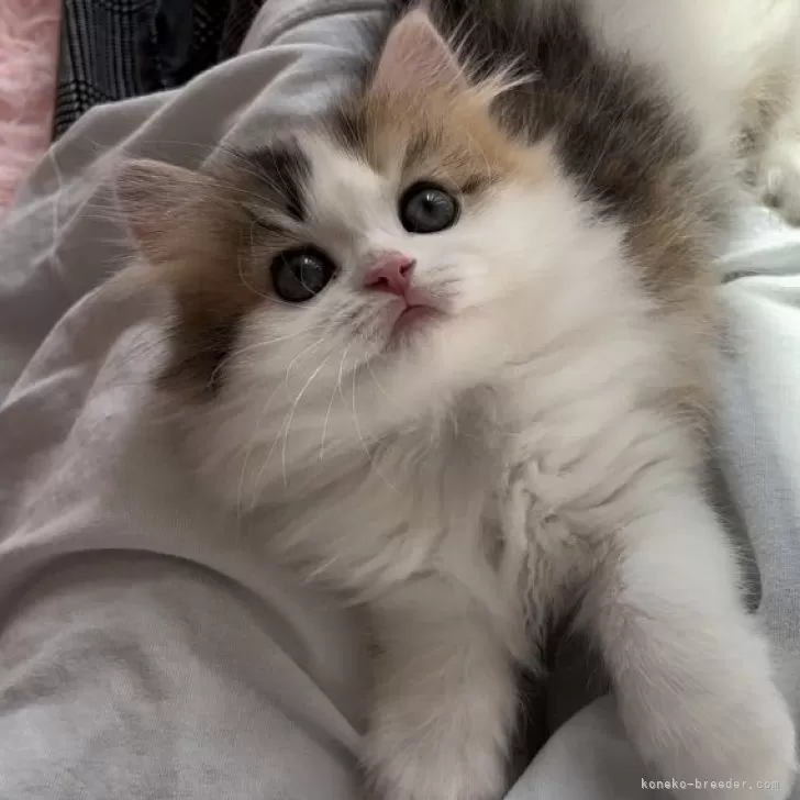 ID：2404-02206の子猫