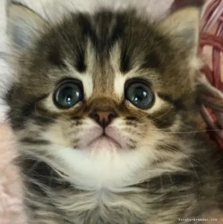 ID：2207-02871の子猫