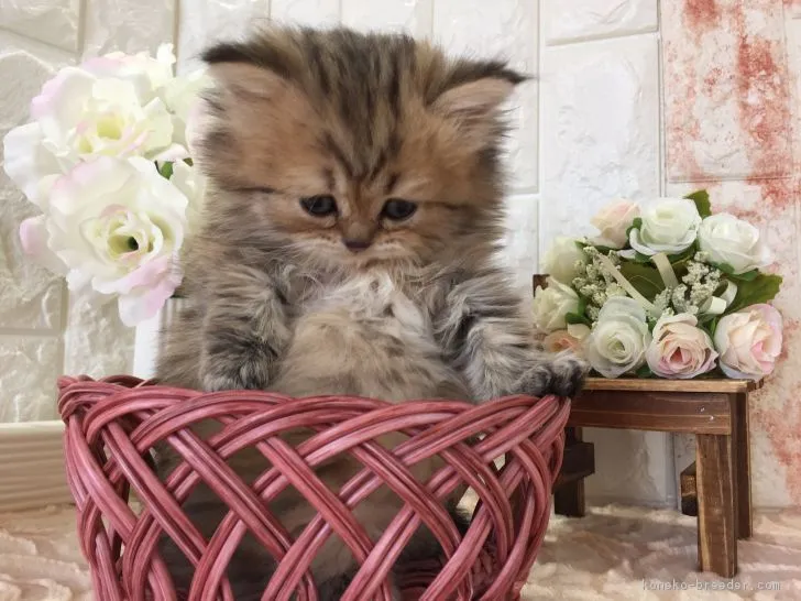 ID：1803-00892の子猫