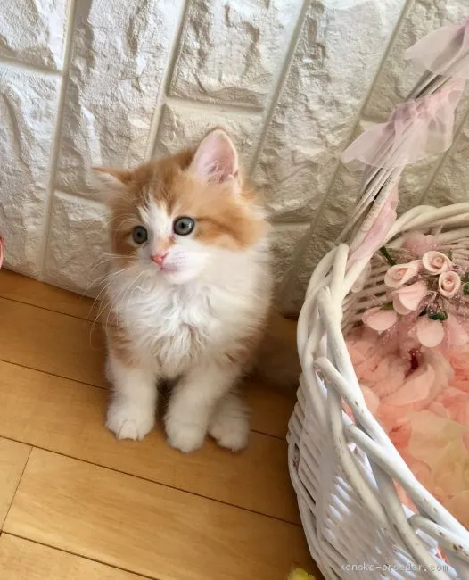 ID：1905-00649の子猫
