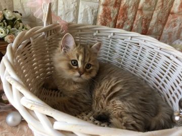 ミヌエット【埼玉県・男の子・2018年2月7日・ブラウンタビー&ホワイト（セミロング〜ロングヘア）】の写真「ライオンの赤ちゃんの様な可愛さです」