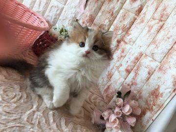 ペルシャちゃんミックスです。【埼玉県・女の子・2018年2月14日・キャリコ（ロングヘア）】の写真「可愛い可愛いキャリコちゃんです。」