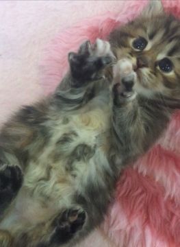 ミヌエット【埼玉県・女の子・2021年9月24日・ブラウンタビー（ロングヘア）】の写真「とってもチャーミングな女の子です。」