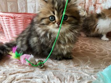 ミヌエット【埼玉県・女の子・2018年1月27日・クラッシックタビー（ロングヘア）】の写真「極短足、ロングヘアのまん丸モコモコ天使ちゃん」