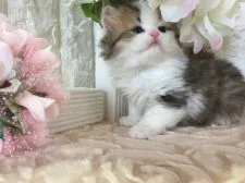 ミヌエット【埼玉県・男の子・2018年2月7日・ブラウン&ホワイト】の写真1「とても綺麗なミヌエット君です。」