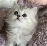 ミヌエット(長足)【埼玉県・女の子・2023年5月27日・シルバーパッチドタビー】の写真1