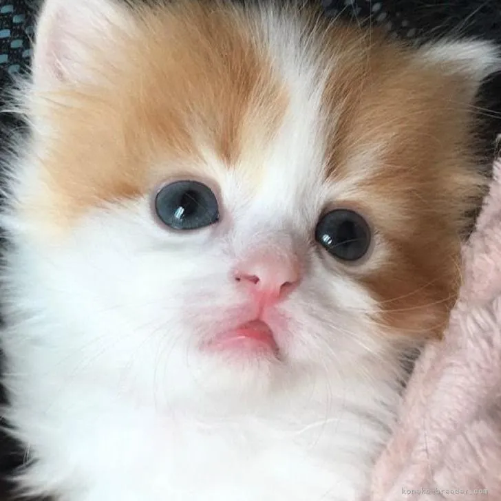 ID：2207-02875の子猫