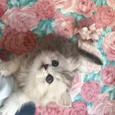 ミヌエット(長足)【埼玉県・女の子・2023年5月27日・シルバーパッチドタビー】の写真2