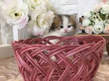 ミヌエット【埼玉県・男の子・2018年2月7日・ブラウン&ホワイト】の写真2