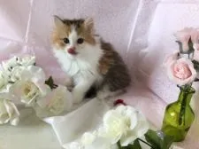 ペルシャMix【埼玉県・女の子・2017年4月21日・】の写真3「カラーのバランスも最高です。」