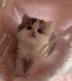 ミヌエット(長足)【埼玉県・女の子・2024年3月21日・キャリコ】の写真3